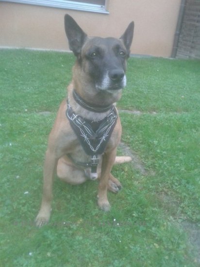 Malinois Hundegeschirr mit Stacheldraht Design