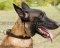 Budget Dog Collar for Malinois, Classic Style Item