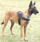 Hundegeschirr K9 für Malinois, Allwetter ☀ ☁ ☂ ☃ ☄