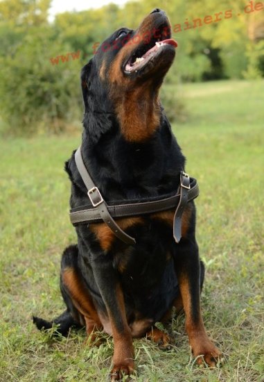 Hundegeschirr Leder für Rottweiler, K9 Hunde Geschirr