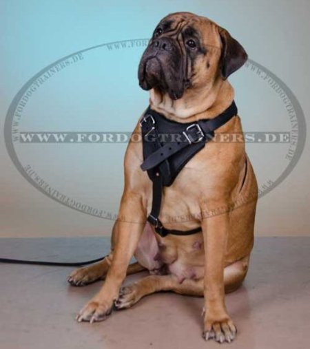 Bullmastiff Dog Harness K9