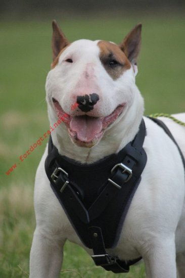 Leather Harness for Bull Terrier