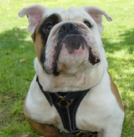 Harness Leather English Bulldog | Tracking Harness Quality!
