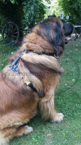 Bestseller Hundegeschirr Leder für Schutzhunde mit Luxus Design