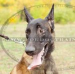 Breites Hundehalsband Malinois|Halsband aus hochwertigem Leder