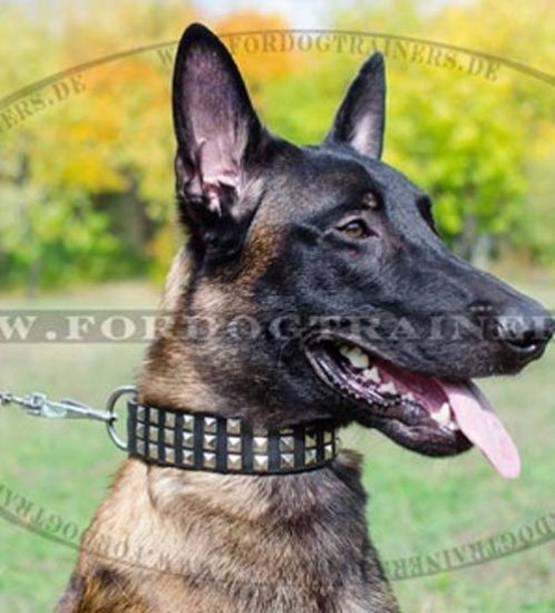 Wonderful Leather Collar with Nickel Pyramids for Malinois Wide - Click Image to Close