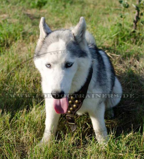 Hundegeschirr Leder mit Nieten, Husky Geschirr Exklusiv ➎