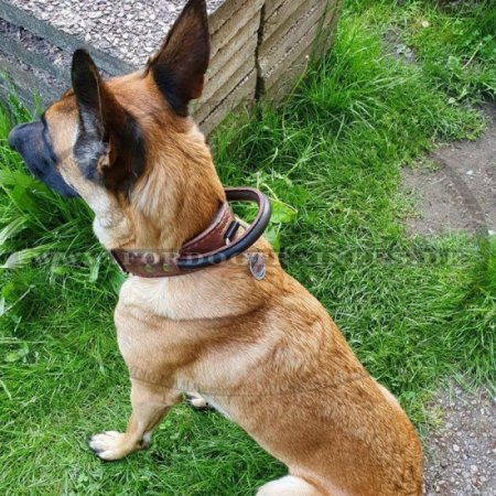 Hetz-Hundehalsband aus Leder mit Griff für Malinois