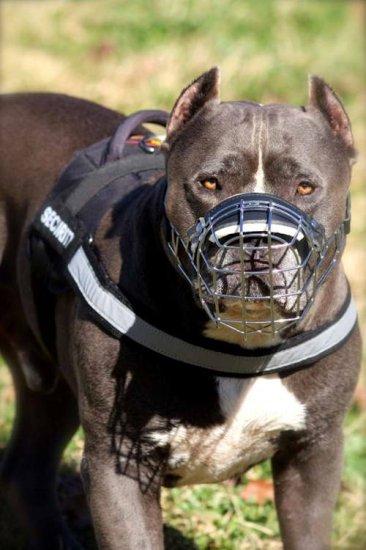 Amerikanischer Pitbull Geschirr aus Nylon, Reflektierend