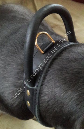 Cane Corso Collar Leather with Handle, First-class