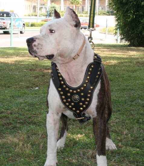 Leder Geschirr für Amerikanischen Pitbull