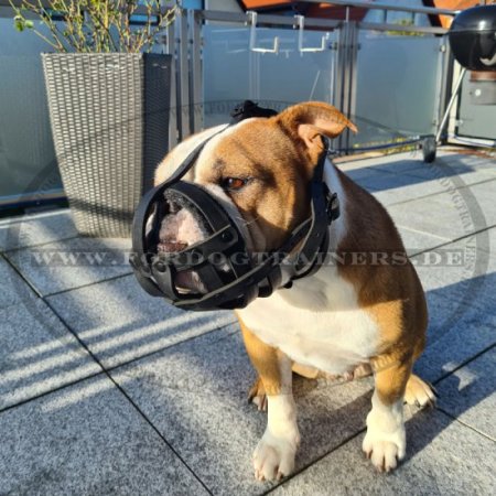 Hundemaulkorb aus Leder mit Polsterung für Swiss Bulldog