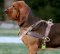 Bestseller Hundegeschirr Leder für Bloodhound und große Hunde