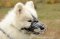 Wire Muzzle for Alaskan Malamute, Laika, Husky Dog Breed