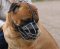 Bullmastiff Wire Basket dog muzzle M4