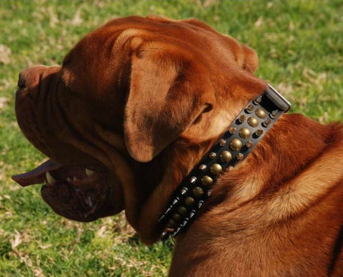 Bordeauxdogge Halsband mit Spikes und Beschlägen 3-reihigen S55 - zum Schließen ins Bild klicken