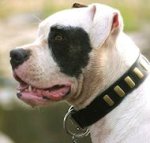 Hundehalsband aus Leder Messingschildern für American Bulldog