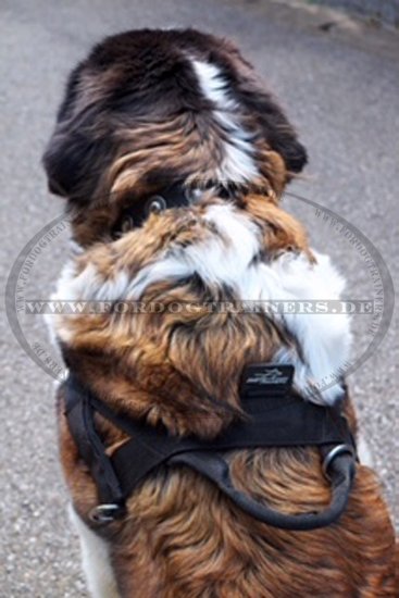 St.Bernard Nylon All Weather Harness