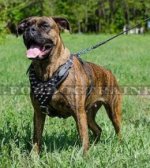 Boxer Hundegeschirr Leder mit Spikesnieten