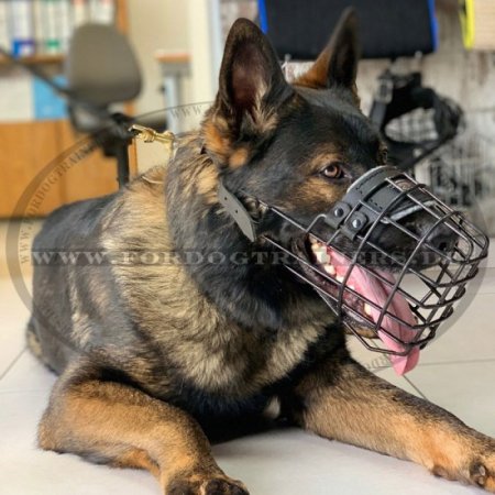 Wire dog muzzle for German Shepherd, covered by black ruber