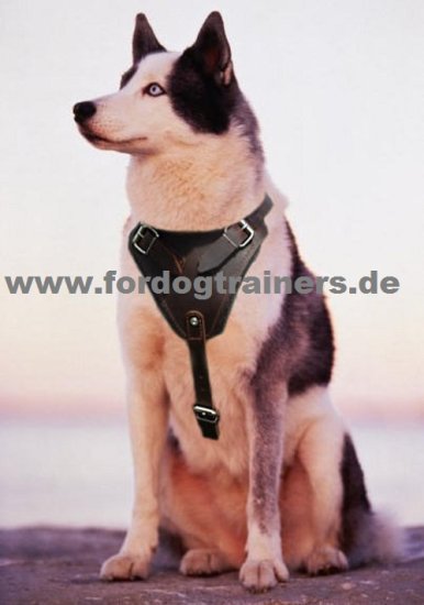 Leather Dog Harness for Schutzhund and Attack