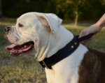 Halsband aus Leder mit Griff für Amerikanische Bulldogge