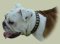 Hundehalsband aus Leder mit Messingschildern