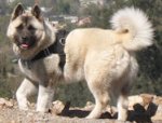 Bestseller K9 Hundegeschirr Nylon für Husky, Akita und ähnliche Hunderass