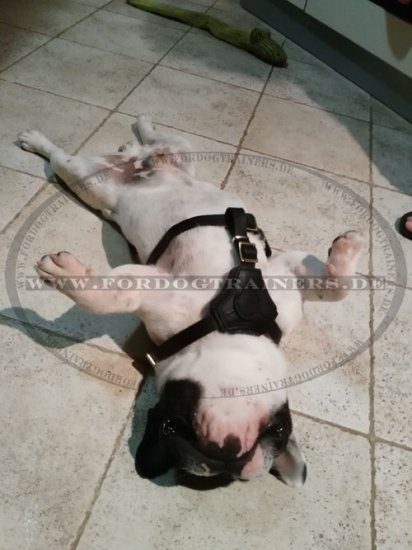 Bestseller Hundegeschirr aus Leder für Französische Bulldogge