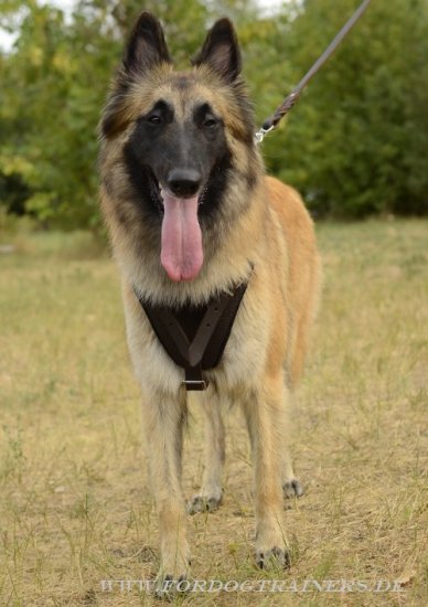 Sport Dog Harness of Leather for Tervuren