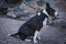 Bullterrier starkes Leder Hundehalsband genietet