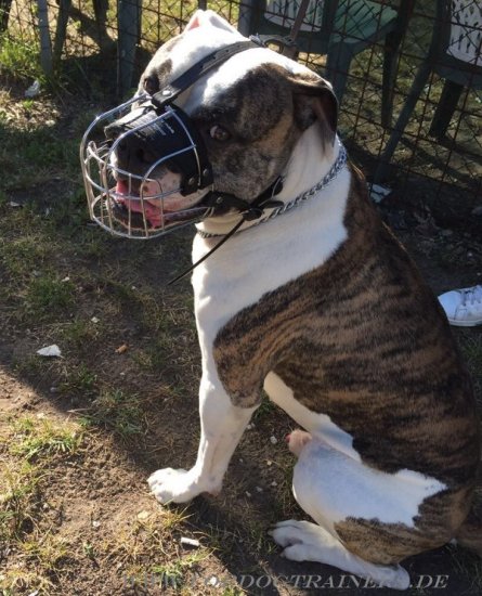 Wire Basket Dog Muzzle for American Bulldog