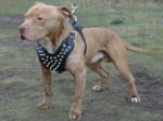 Leder Hundegeschirr für Amerikanischen Pitbull mit Spikes