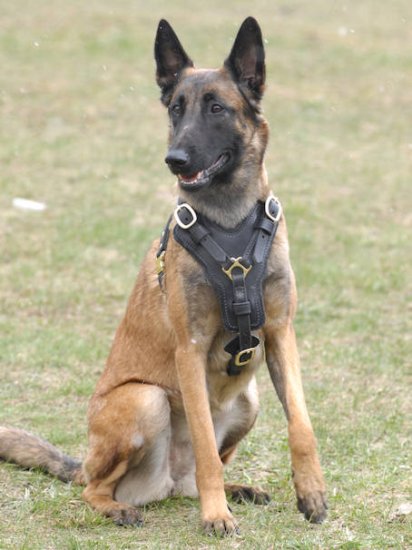 Belgian Malinois Luxury Handcrafted Padded Leather Harness
