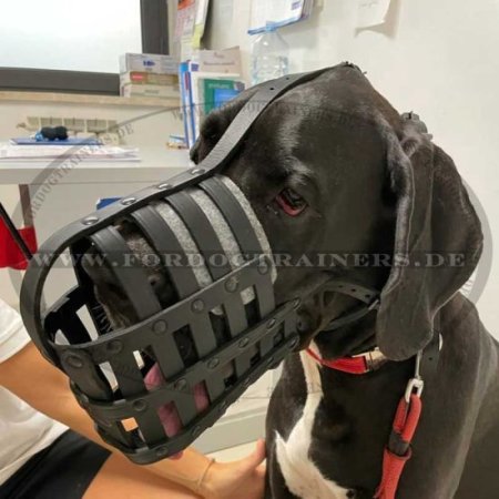 Dog Muzzle of Leather for Great Dane