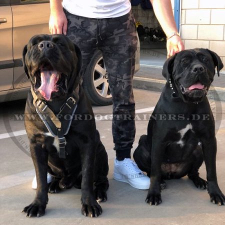 Bestseller Cane Corso Geschirr für Sport & Angriff