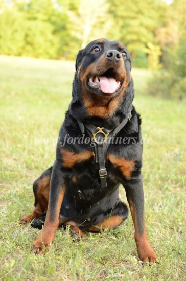 Hundegeschirr Leder Rottweiler, Suchgeschirr für Große Hunde - zum Schließen ins Bild klicken