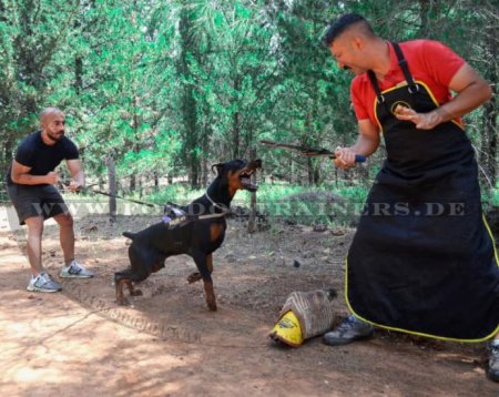 Traditional apron leather for dog training