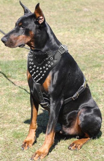 Hundegeschirr aus Leder mit Spikes für Doberman
