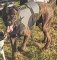 Hundeweste aus Nylon für American Bandog Mastiff