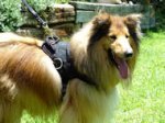 Bestseller Allwetter-Hundegeschirr aus Nylon für Collie