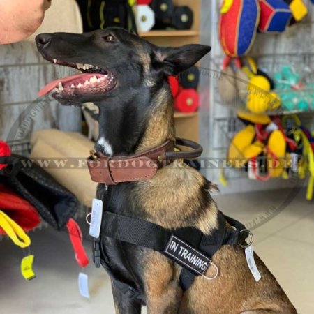 Hetz-Hundehalsband aus Leder mit Griff für Schäferhund