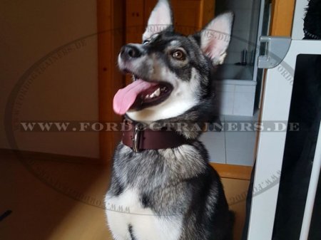 Klassisches Welpen und Erwachsener Hund Leder Halsband