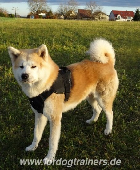 Hachiko Akita Hundegeschirr aus Nylon