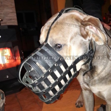 Dog Muzzle of Leather for Great Dane