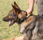 Schäferhund Halsband mit dem Griff und patentiertem Verschluss