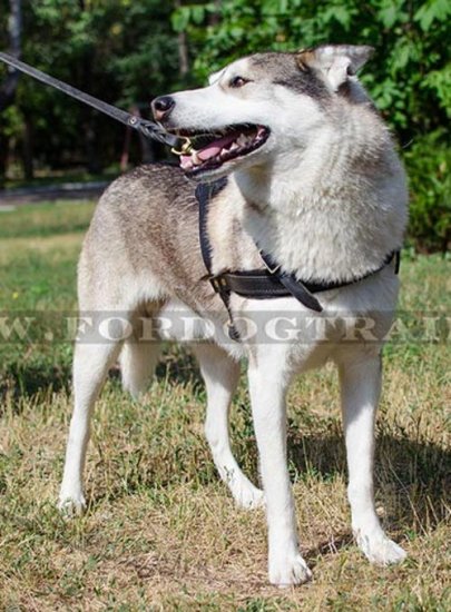 Extra resistant Leather Harness for Laika - Click Image to Close