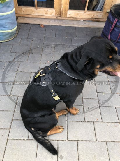 Bestseller! Rottweiler Bester Hundegeschirr aus Leder für Hunde-Ausbildung