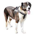 Allwetter Hundegeschirr aus Nylon für Kaukasischen Owtscharka
