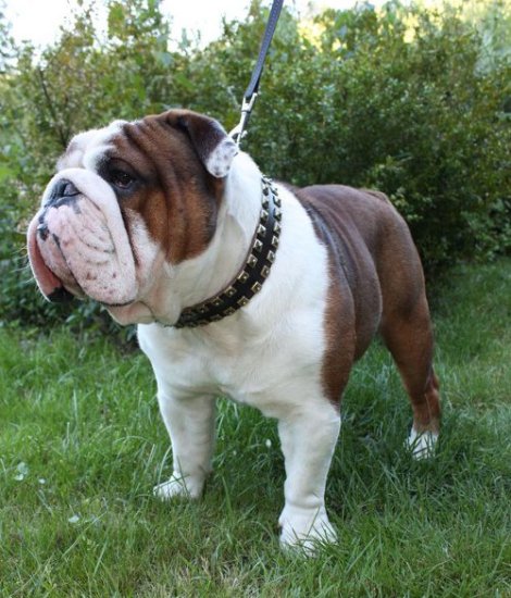 Englische Bulldogge Nietenhalsband Leder mit Vernickelten Nieten - zum Schließen ins Bild klicken